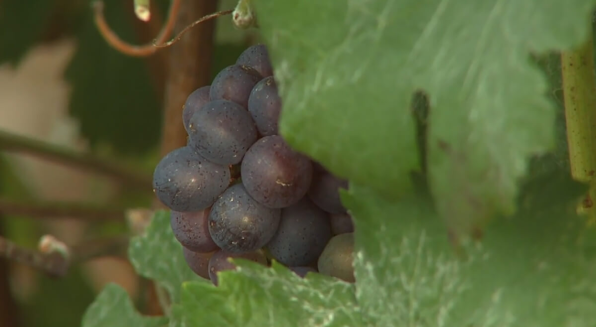 Laissez-vous guider par la voix d’André Dussollier et découvrez la magie du champagne Dom Caudron…